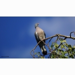 Ringeltaube DSC05534.jpg